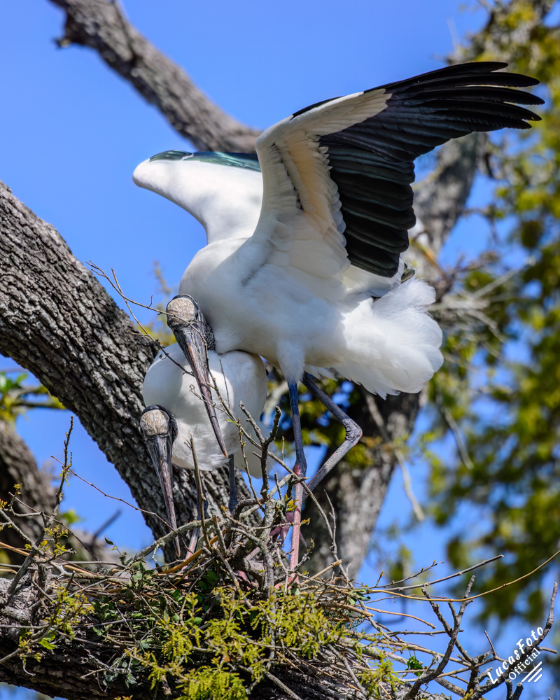 Wood Stork