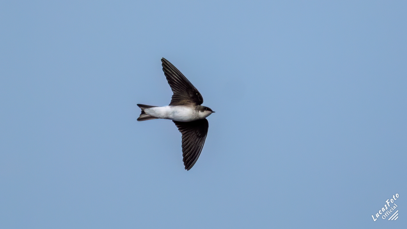 Tree Swallow