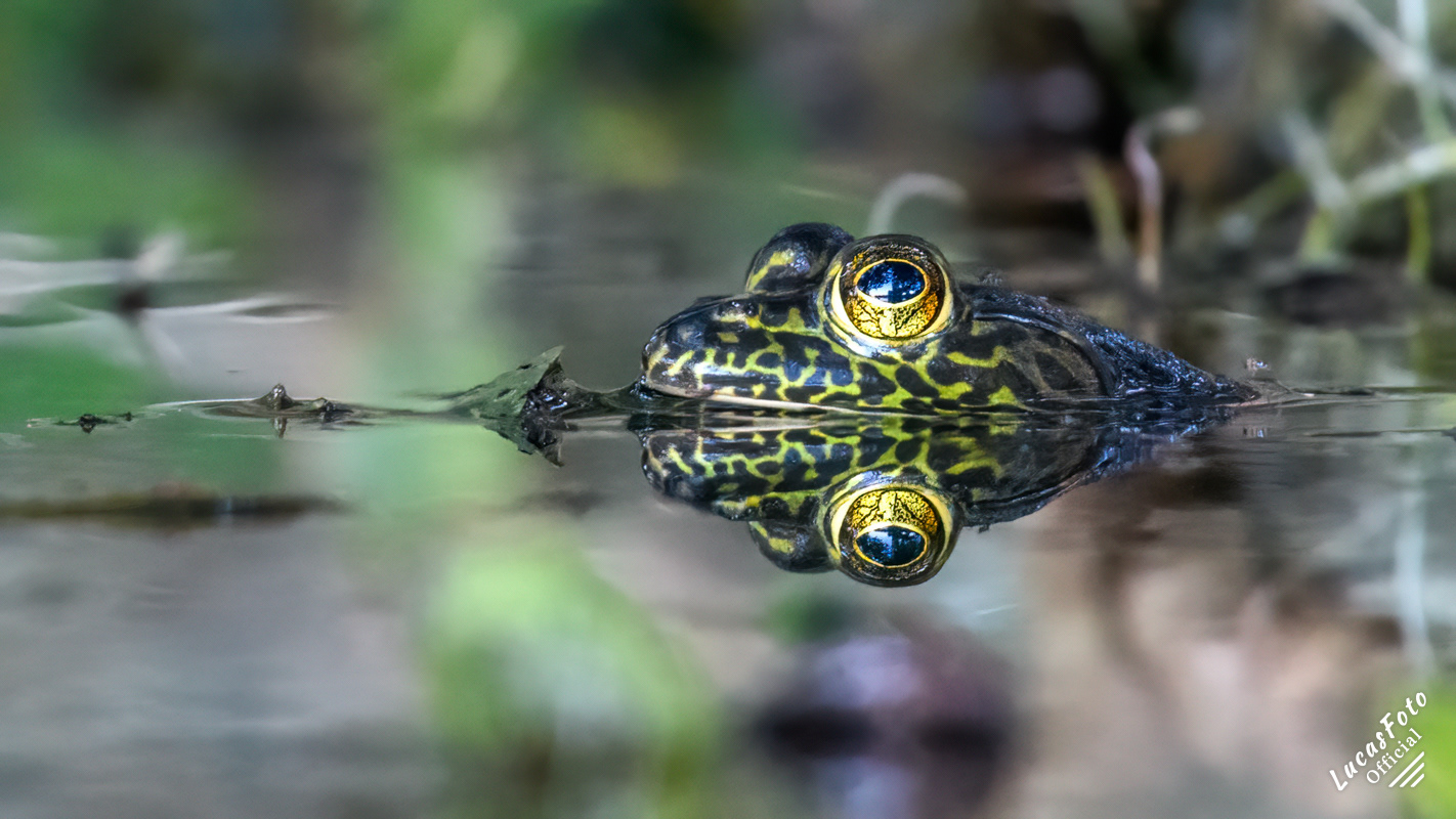 American Bullfrog