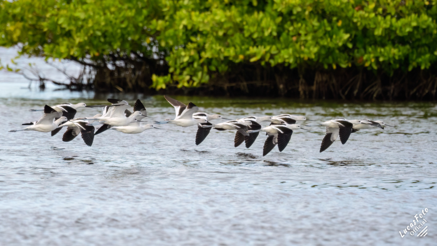 American Avocet