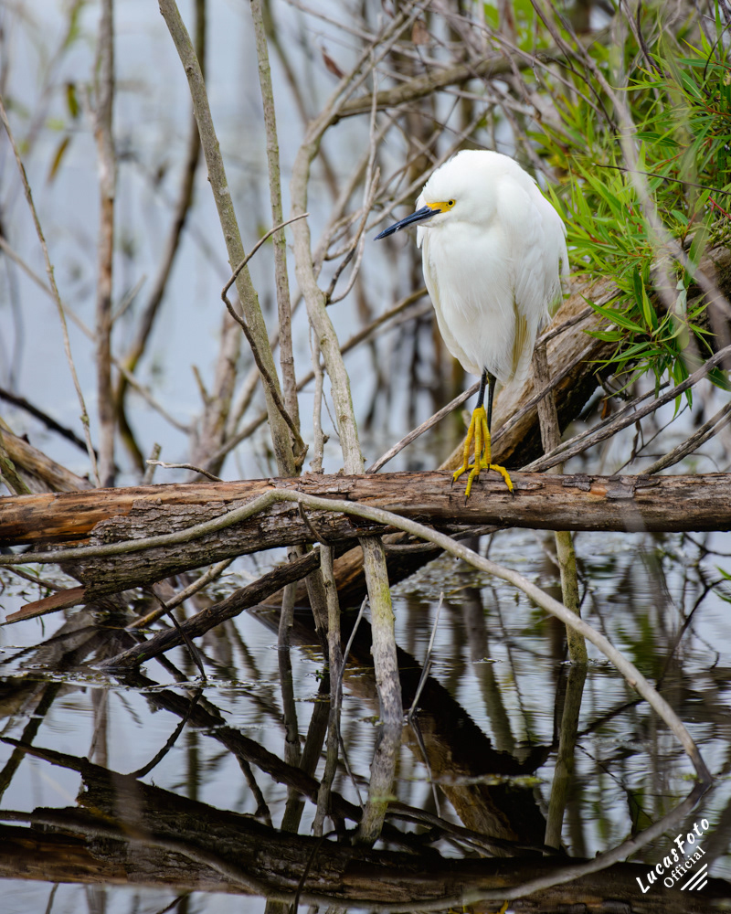 Snowy Egret