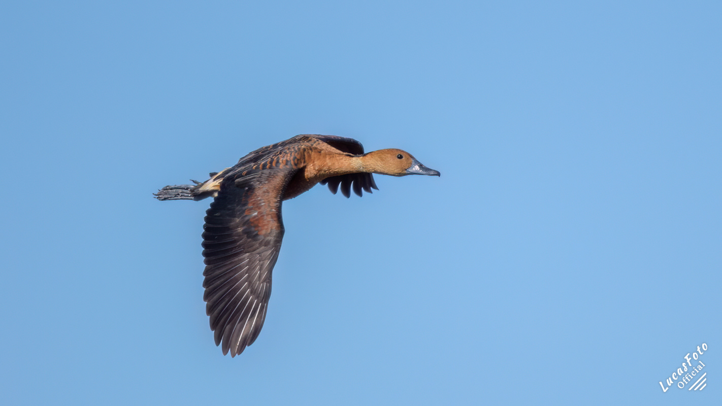 Fulvous Whistling-Duck