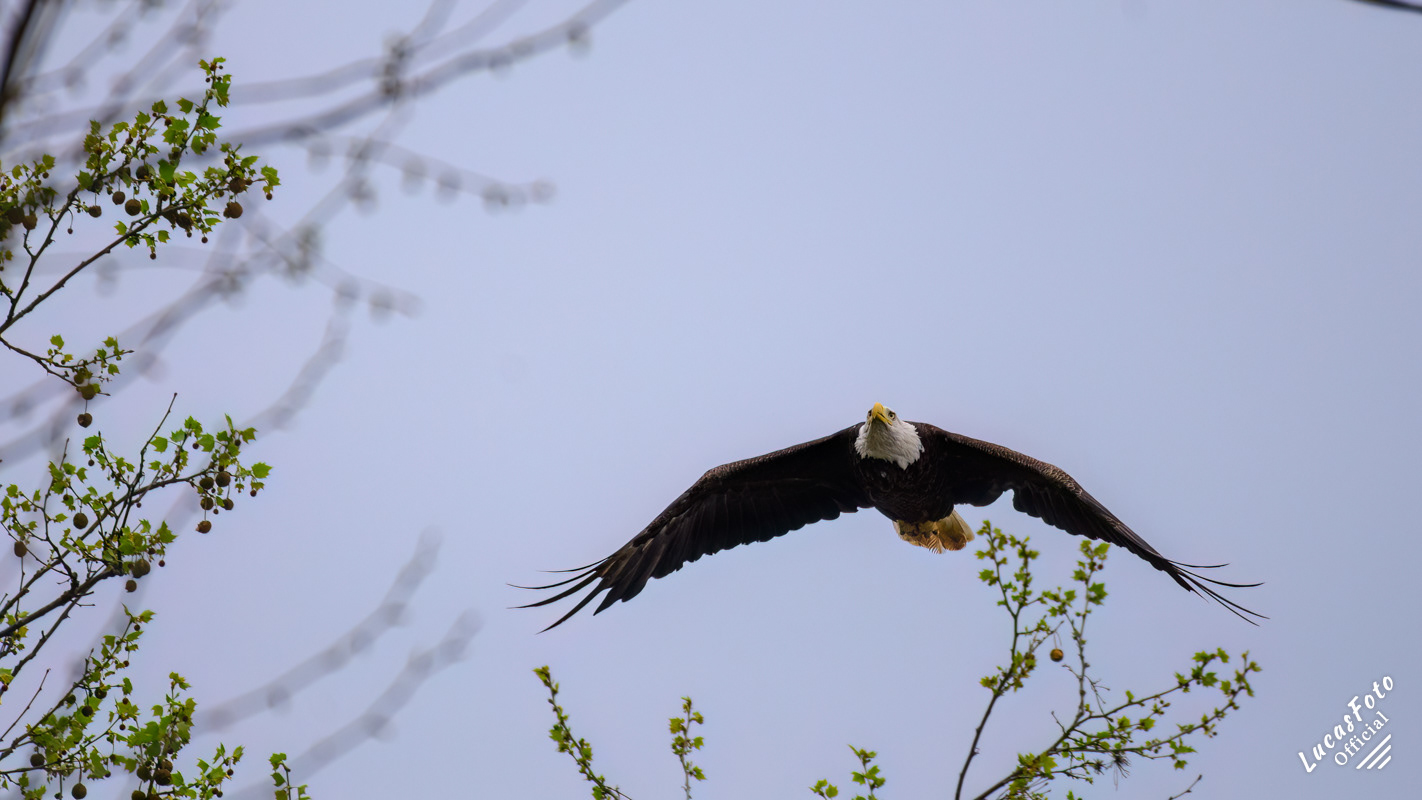 Bald Eagle