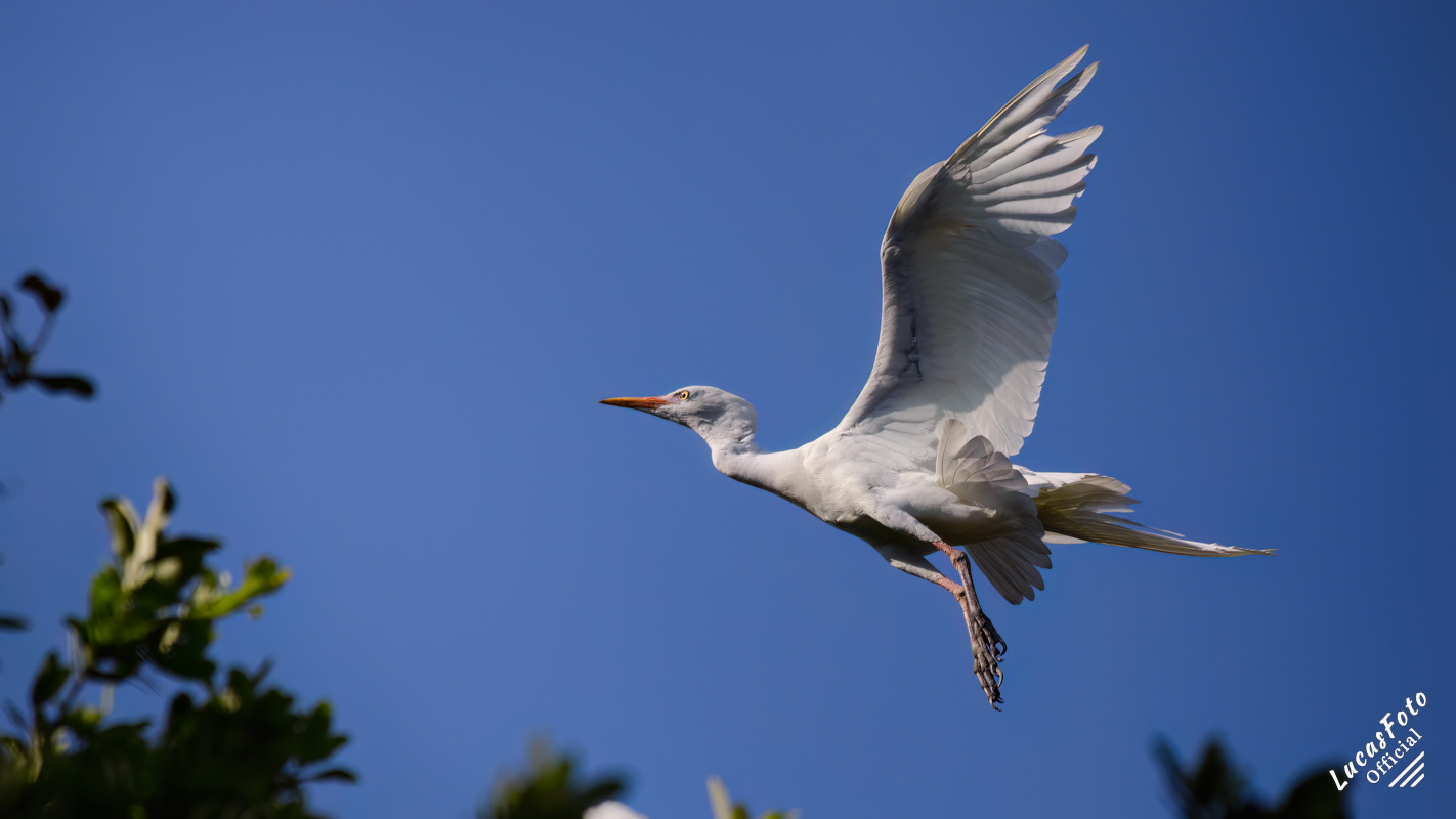 Cattle Egret