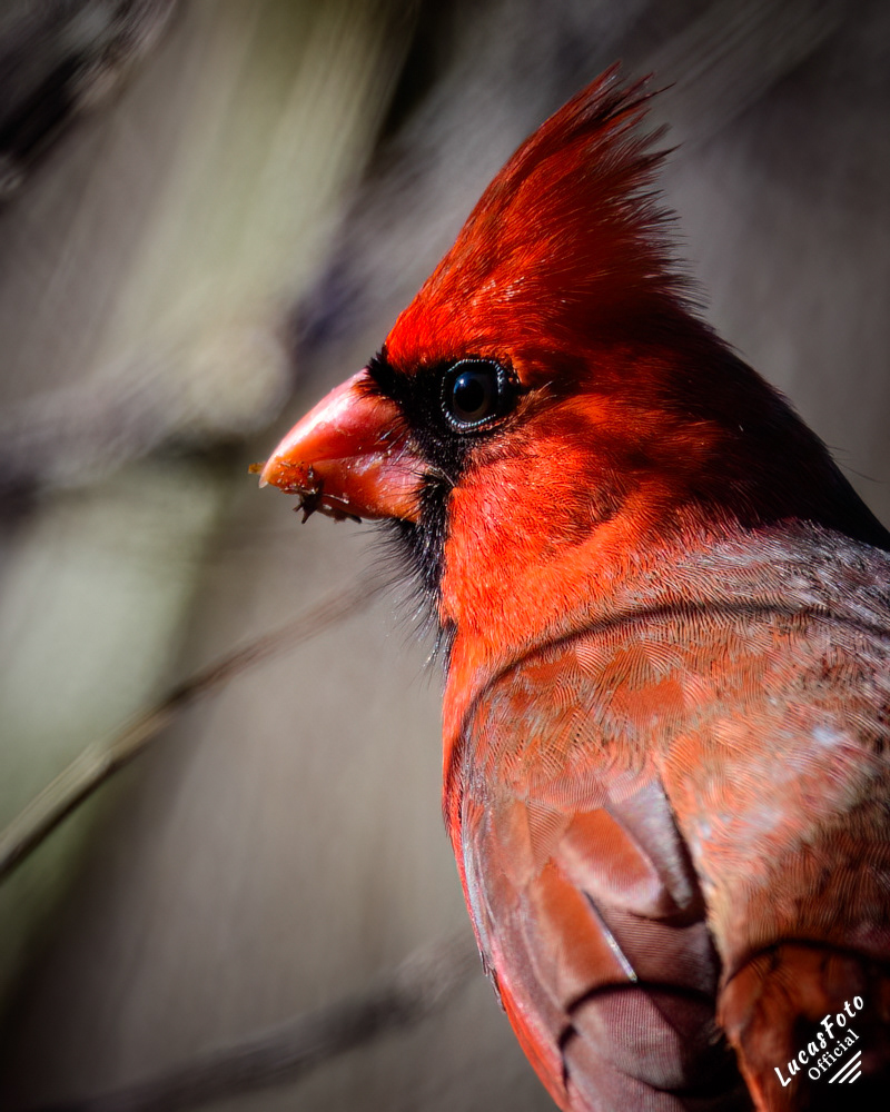 Northern Cardinal