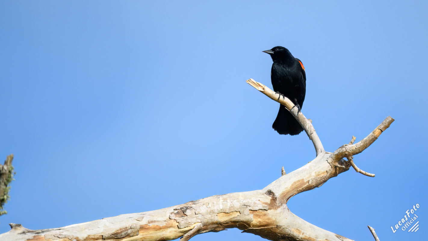 Red-winged Blackbird