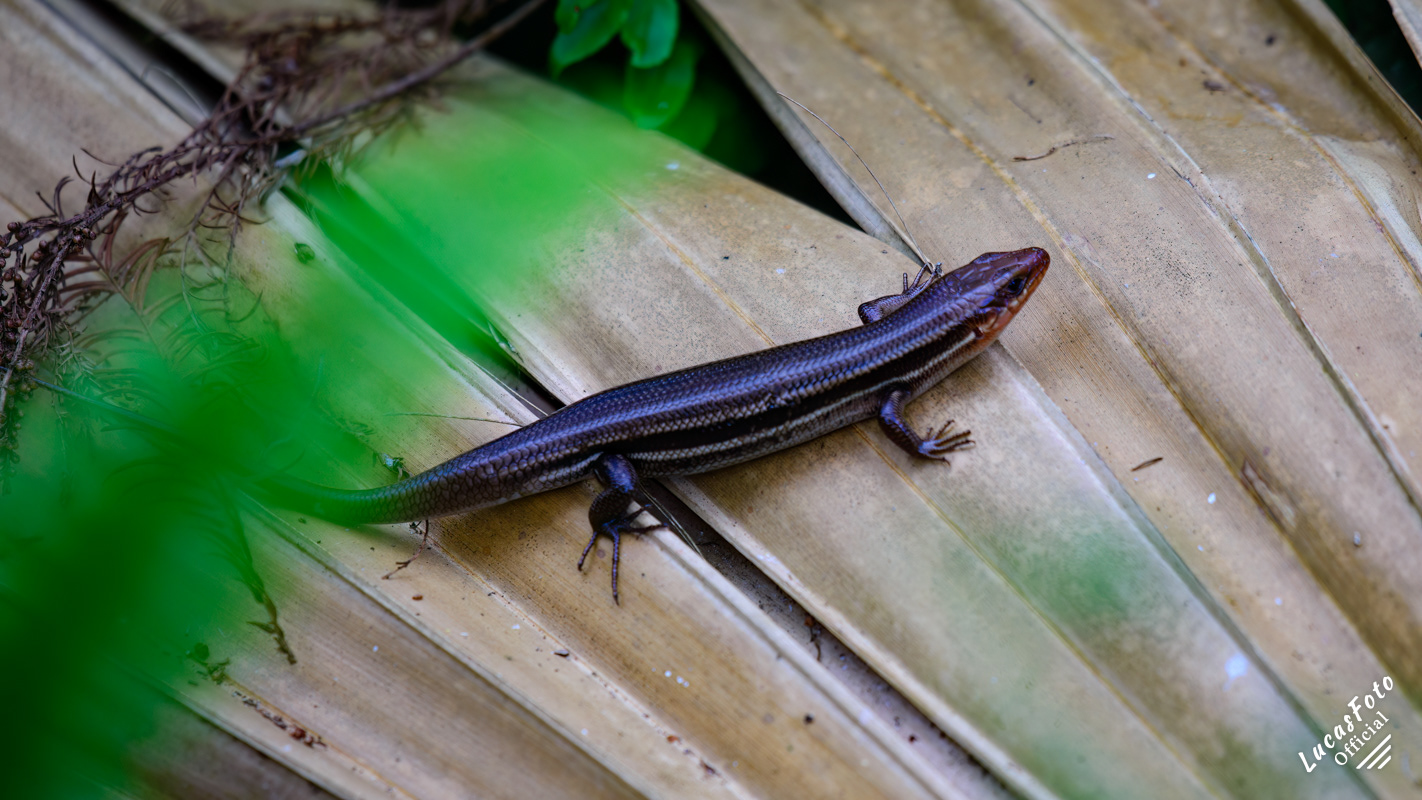 African Five-lined Skink
