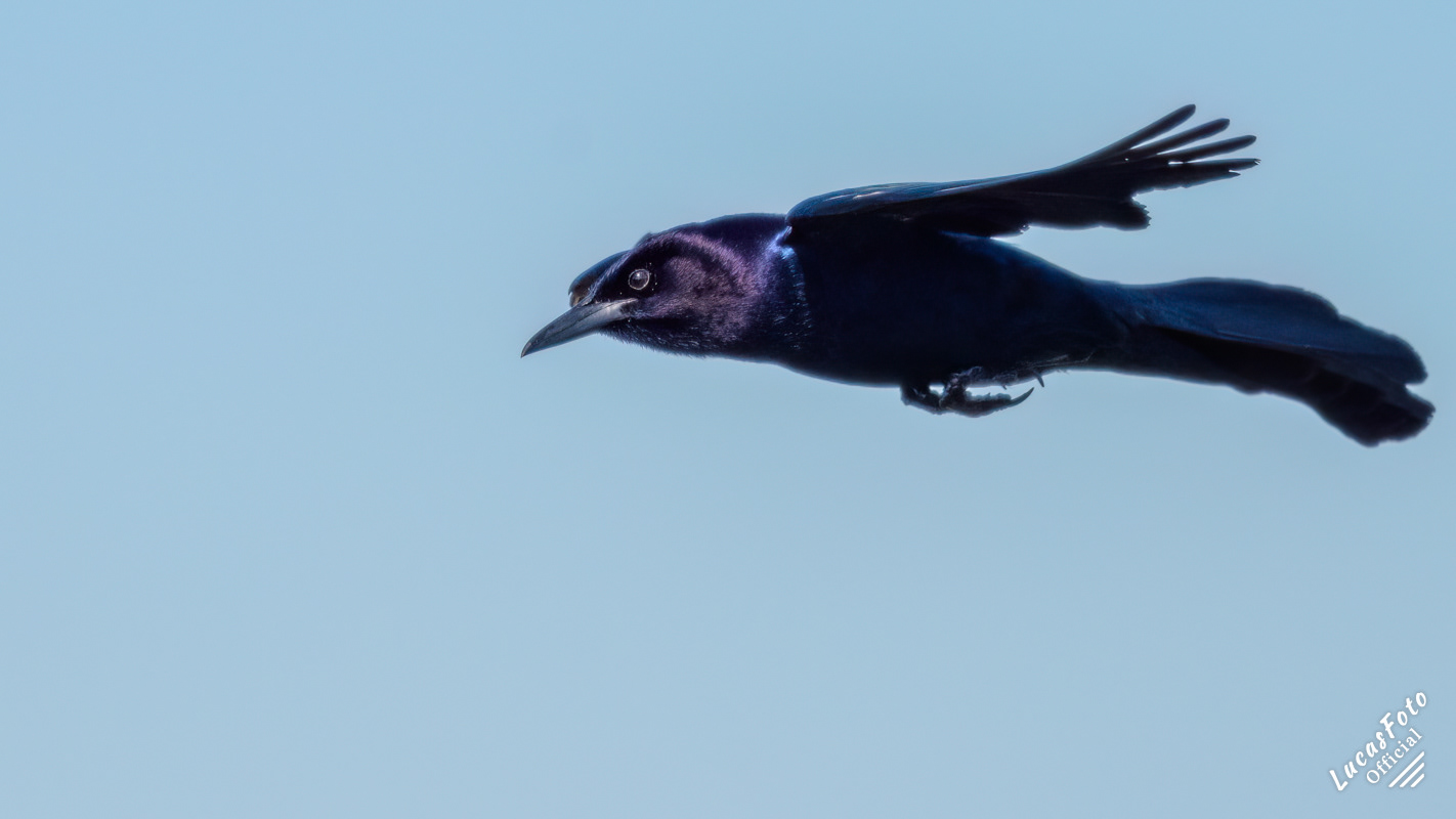 Boat-tailed Grackle