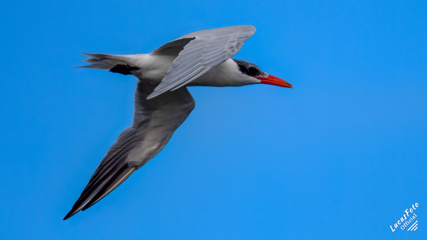 Caspian Tern