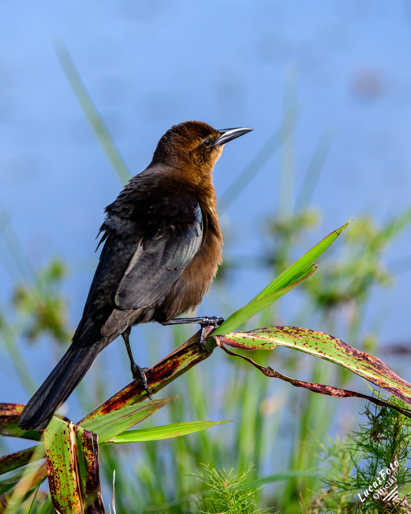 Boat-tailed Grackle
