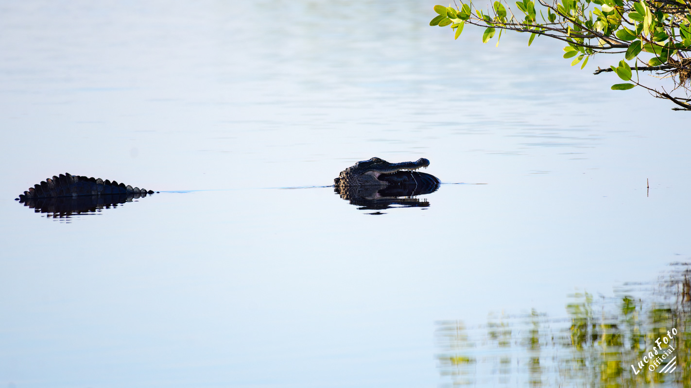 Alligator / American Coot