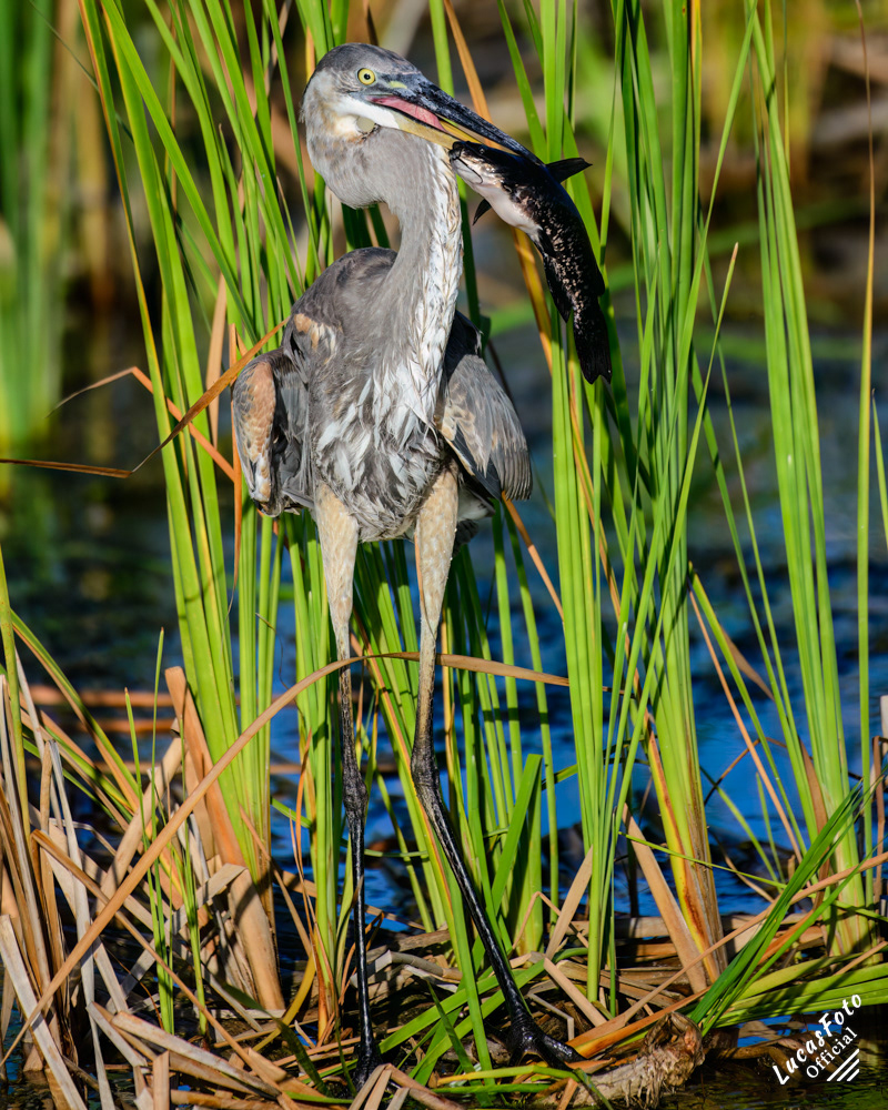 Great Blue Heron