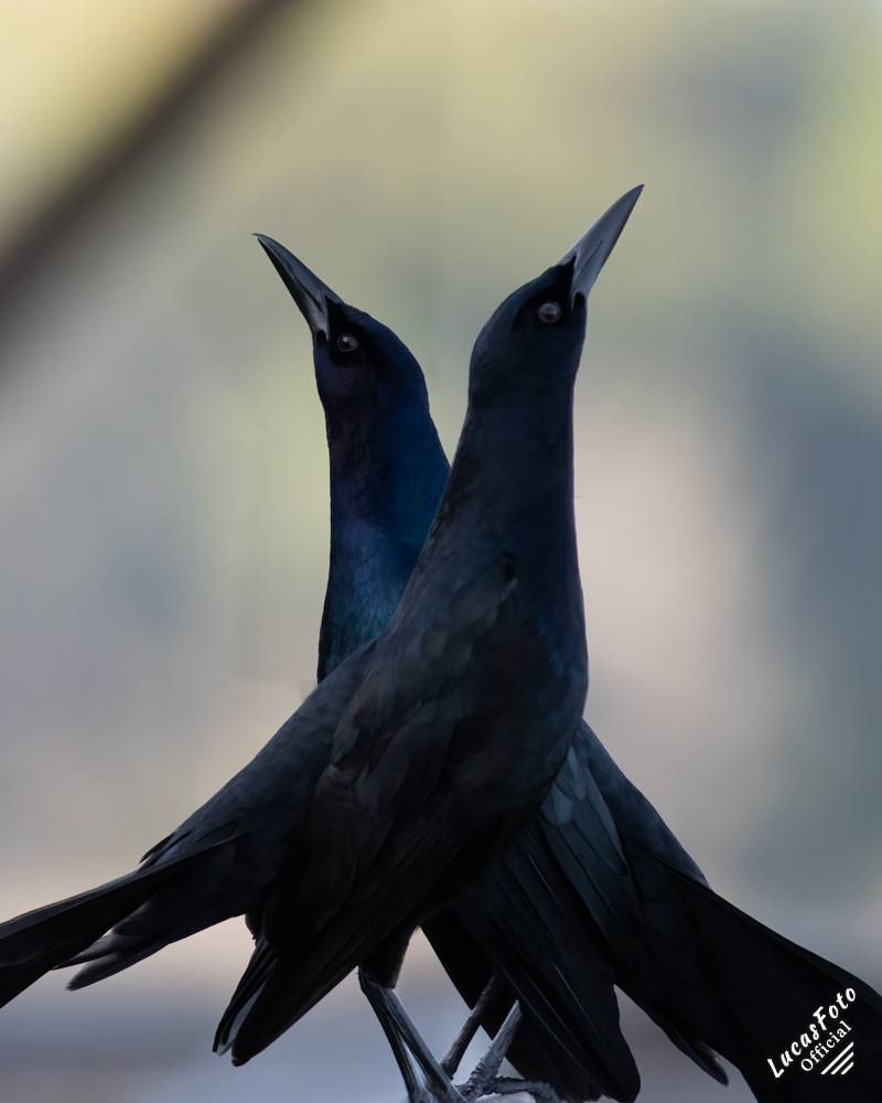 Boat-tailed Grackle