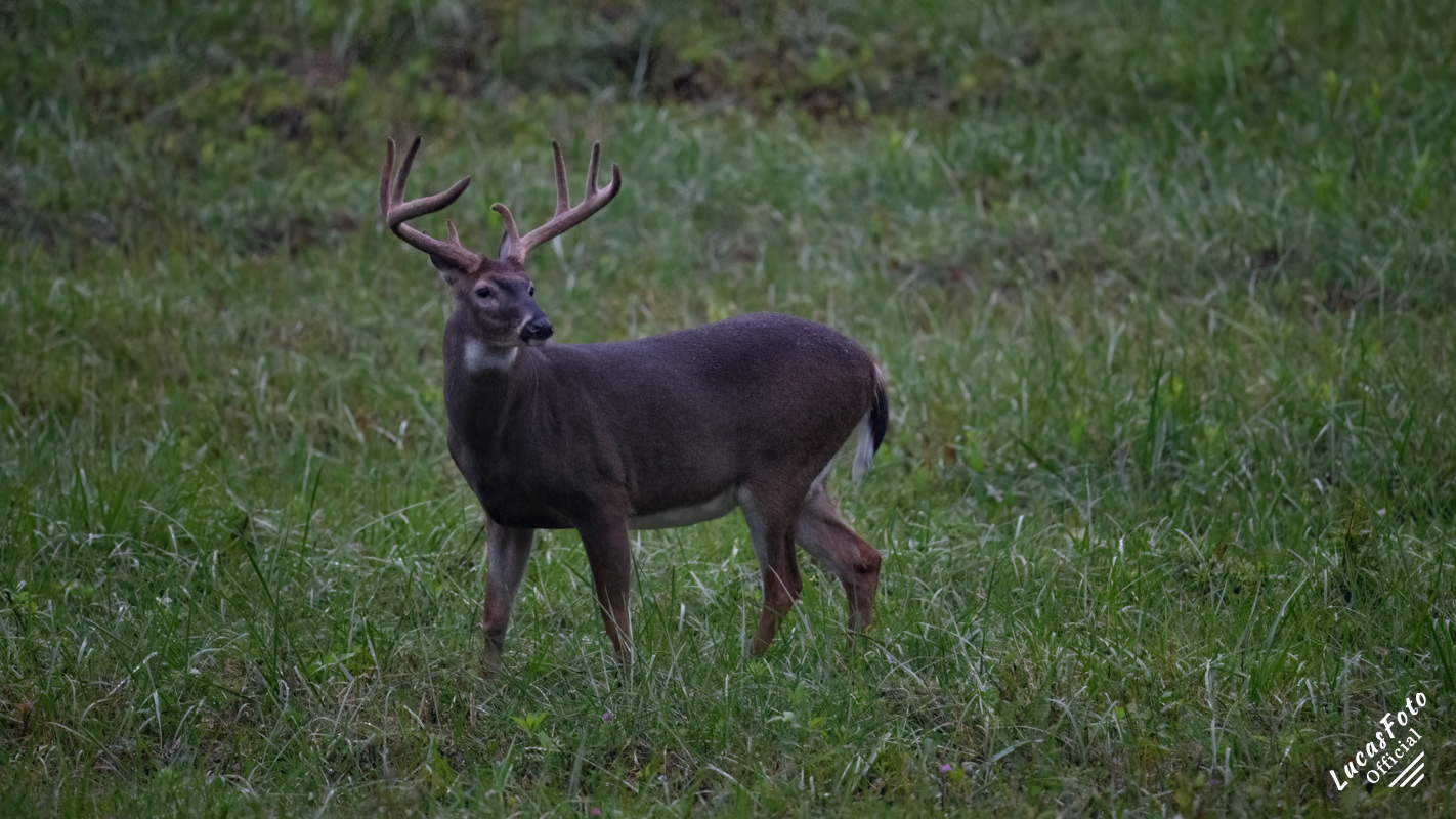 Whitetail