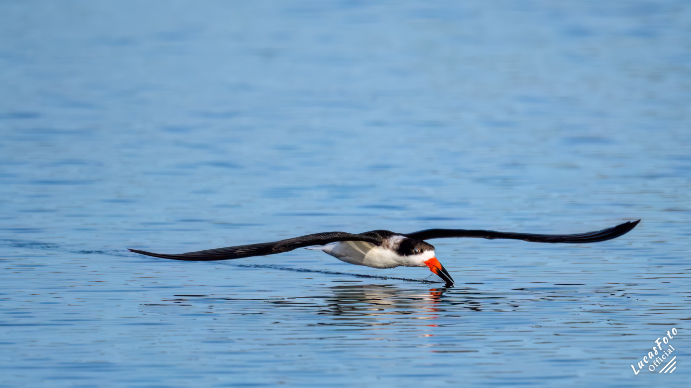 Black Skimmer