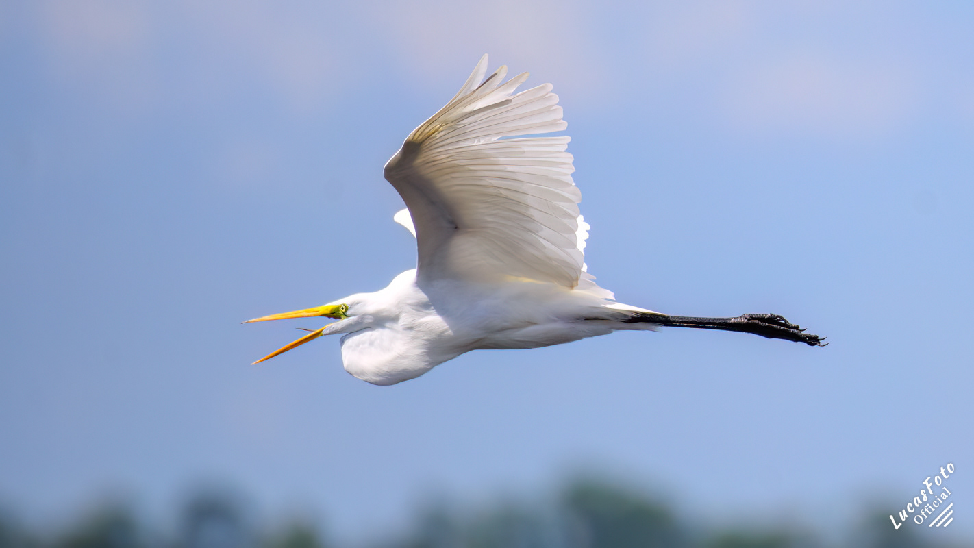 Great Egret