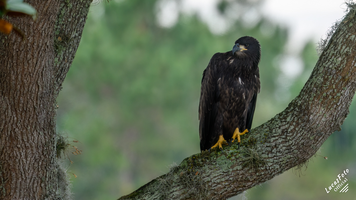 Bald Eagle