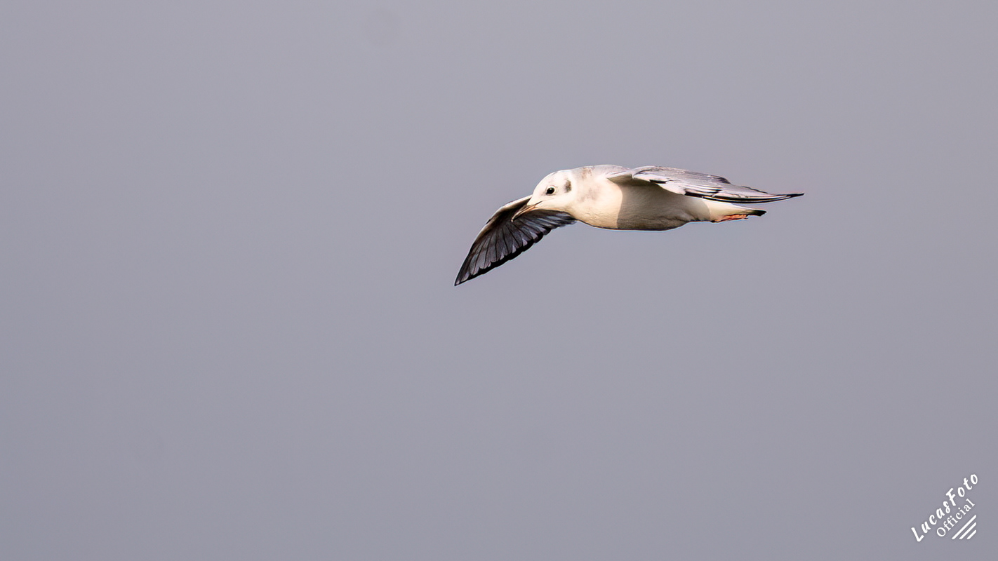 Bonaparte's Gull