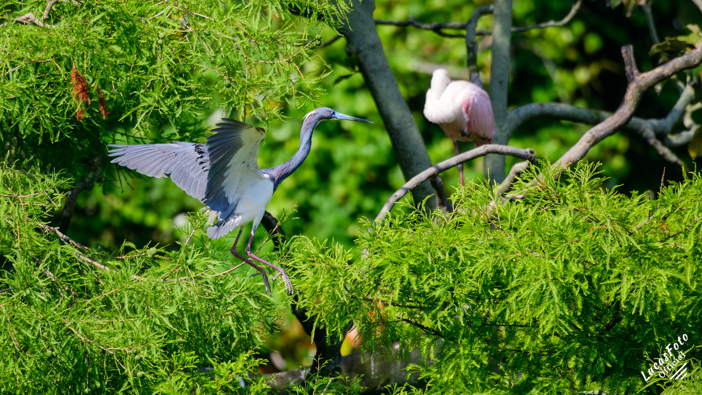 Tricolored Heron