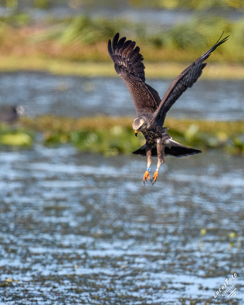 Snail Kite