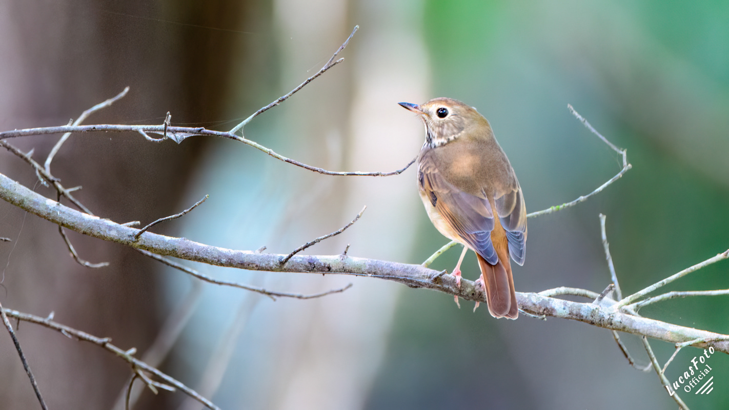 Hermit Thrush