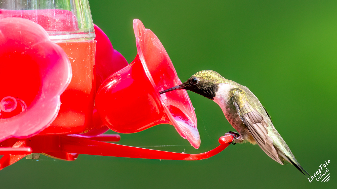 Ruby-throated Hummingbird