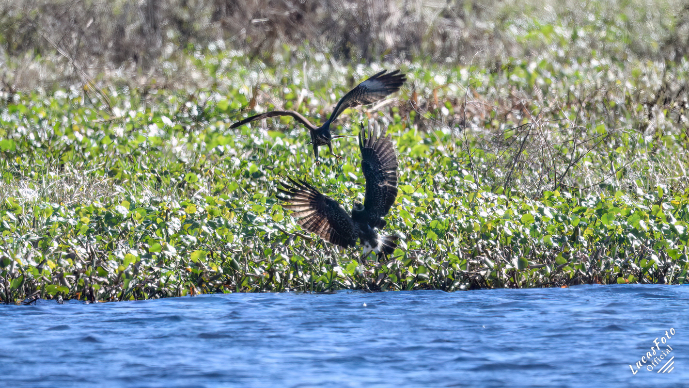Snail Kite