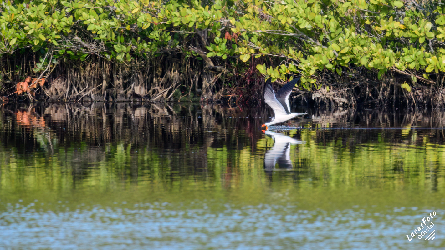 Black Skimmer
