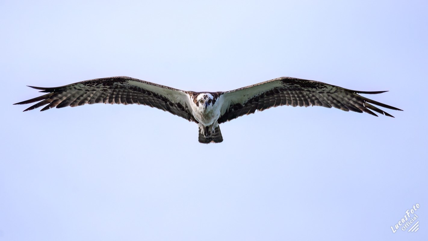 Osprey
