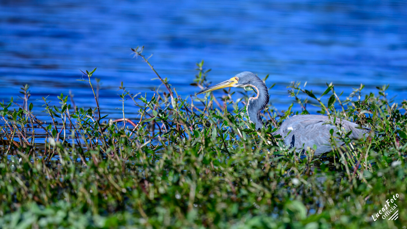 Tricolored Heron