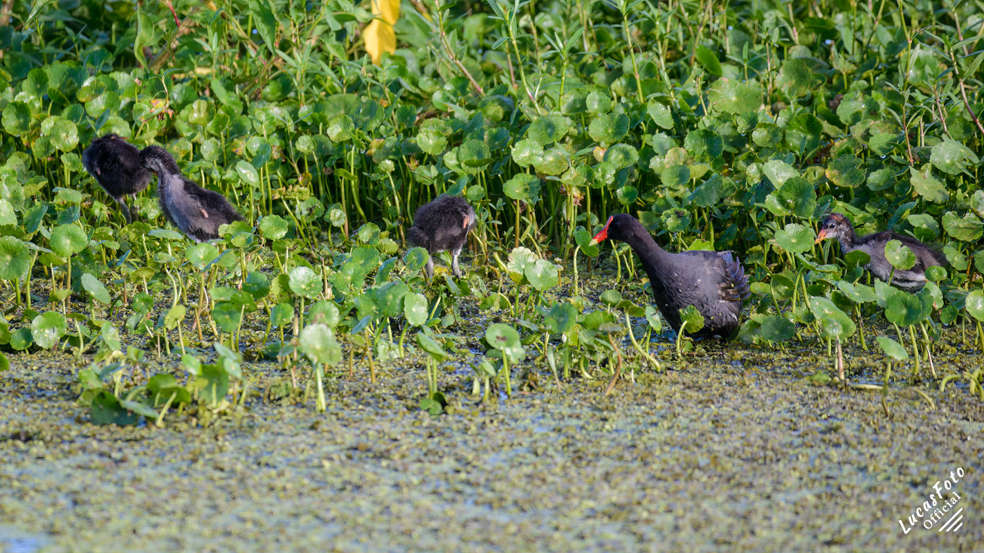Common Gallinule
