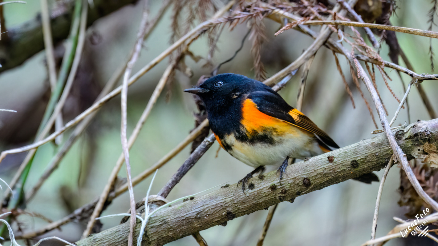 American Redstart
