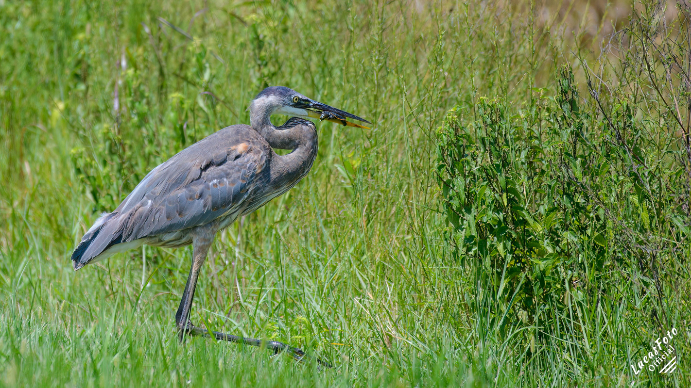 Great Blue Heron