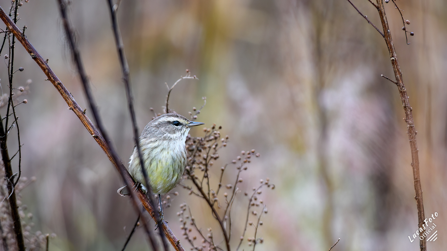 Palm Warbler
