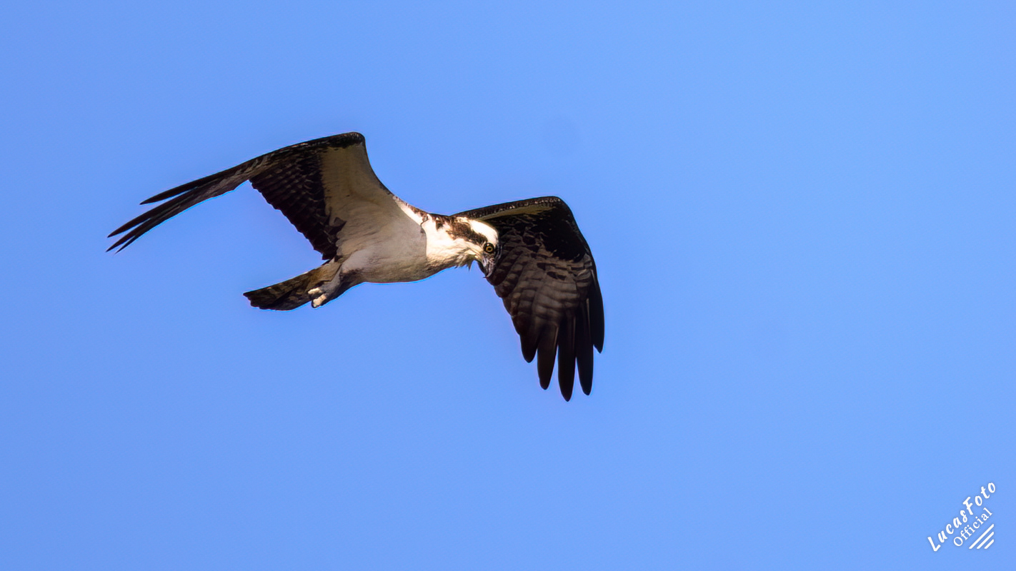 Osprey