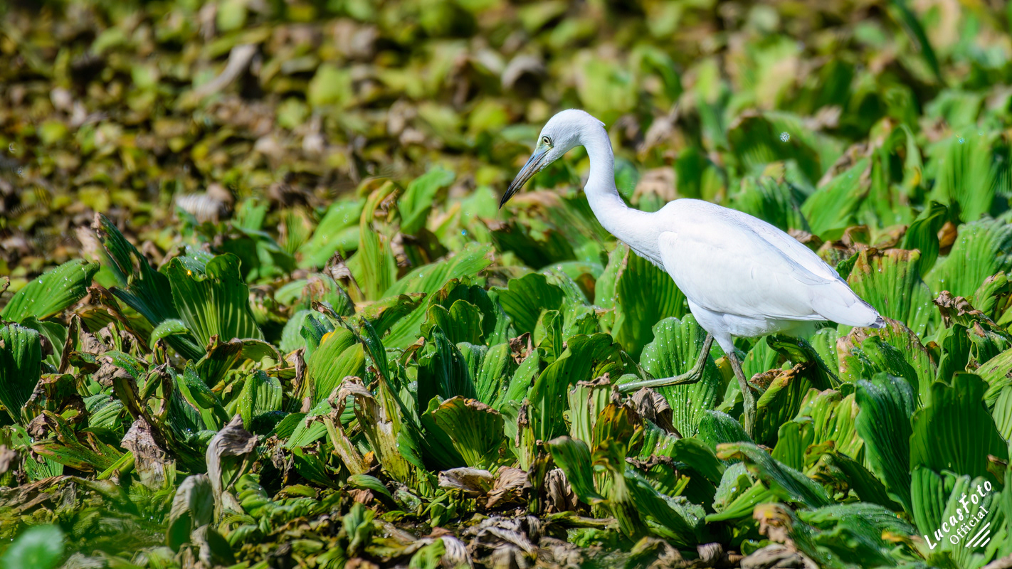 Juvenile Little Blue Heron