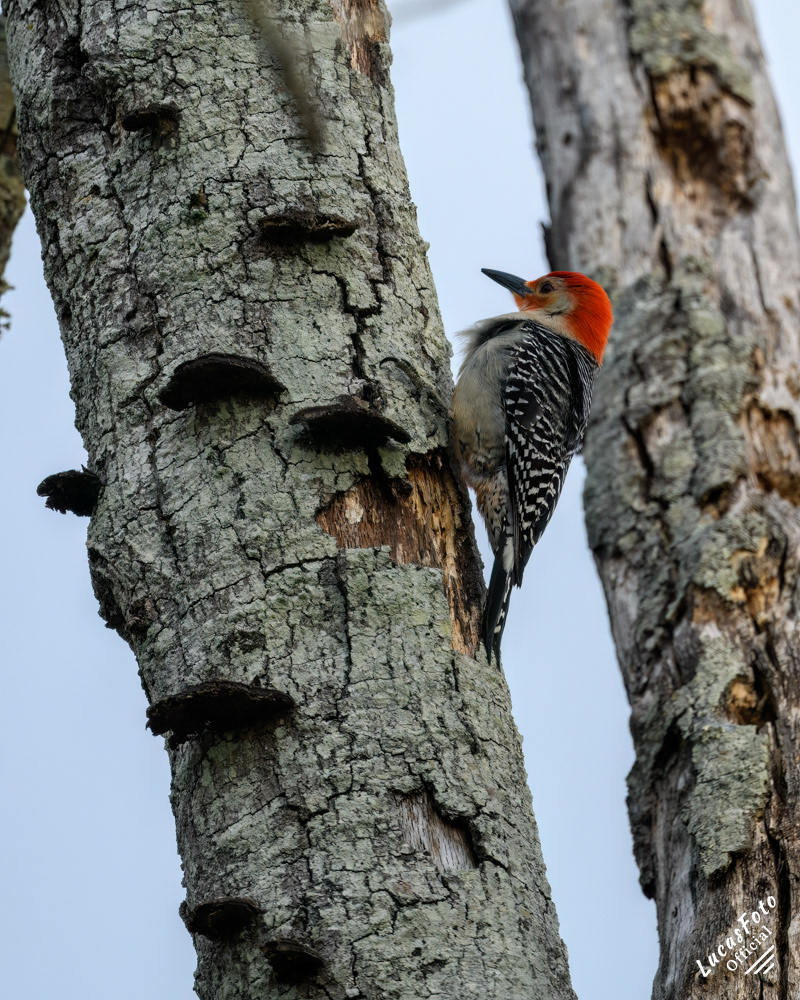 Red-bellied Woodpecker