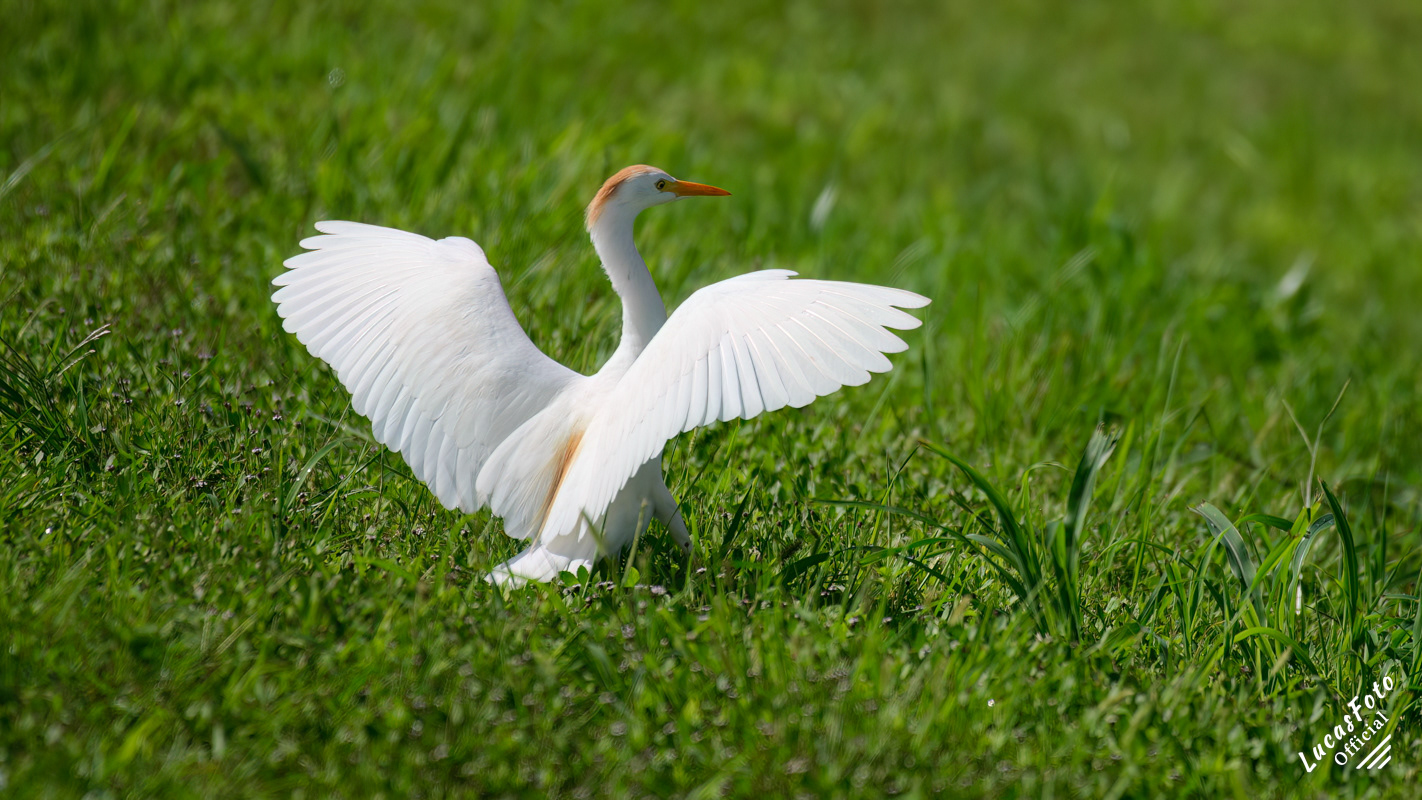 Cattle Egret