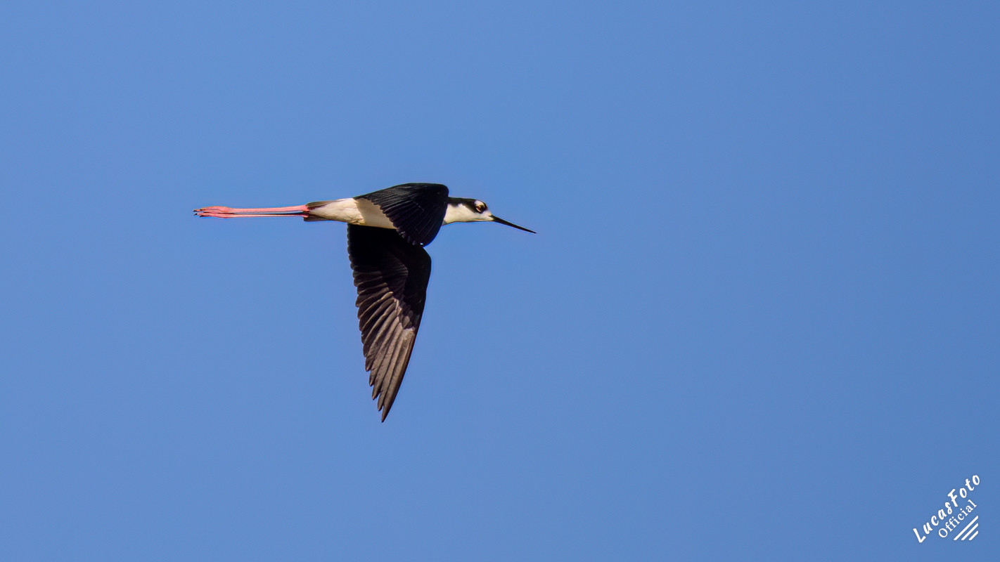Black-necked Stilt