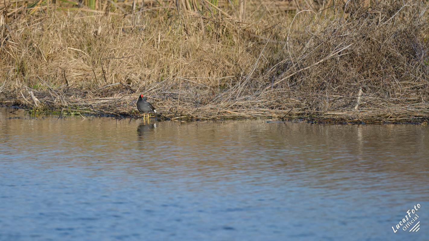 Common Gallinule