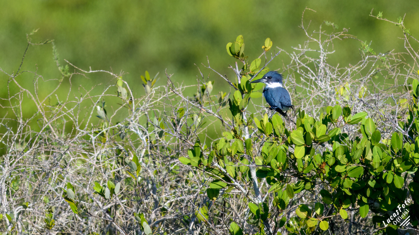 Belted Kingfisher