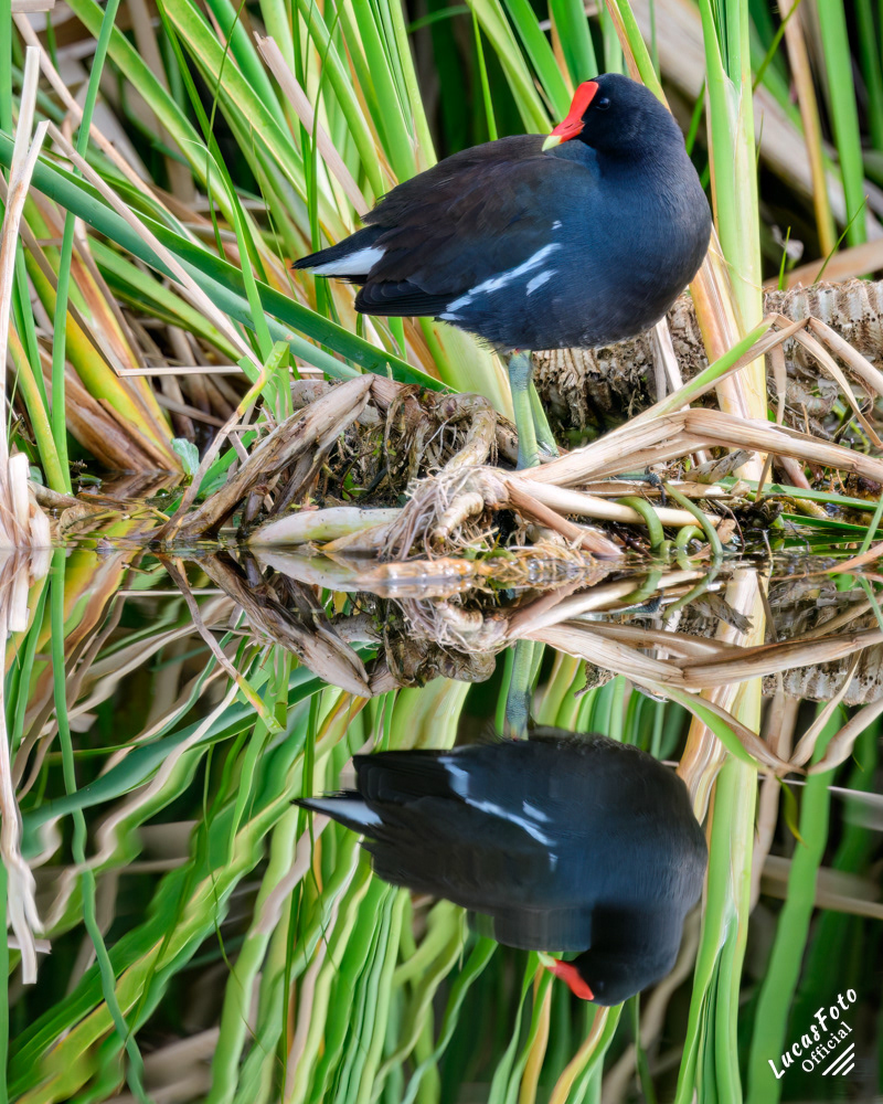 Common Gallinule