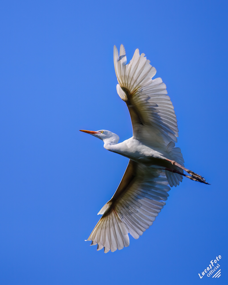 Cattle Egret