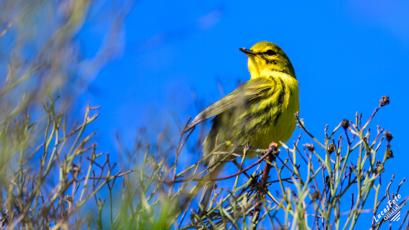 Prairie Warbler
