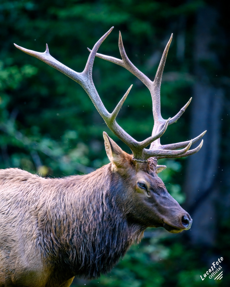 Elk
