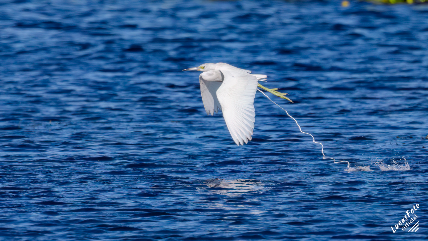Juvenile Little Blue Heron