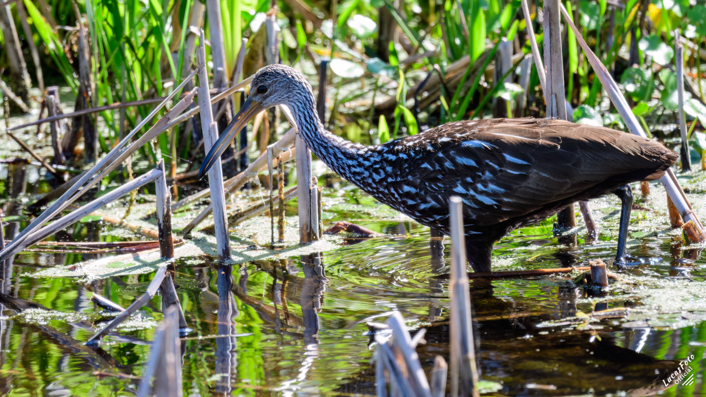 Limpkin