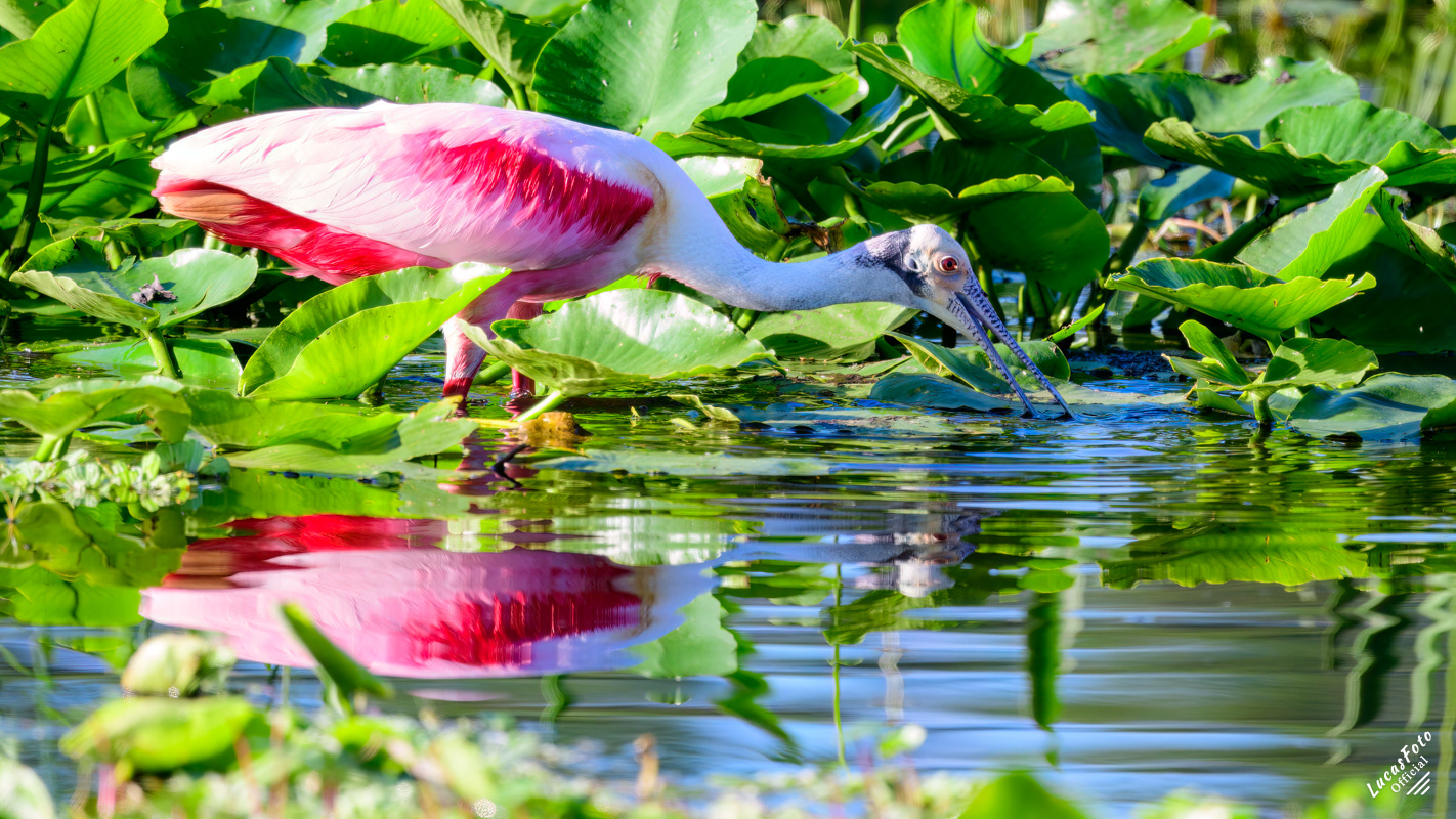 Roseate Spoonbill