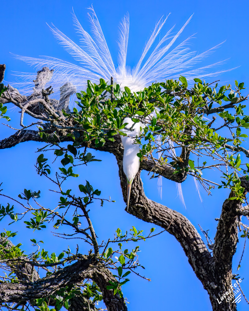 Great Egret