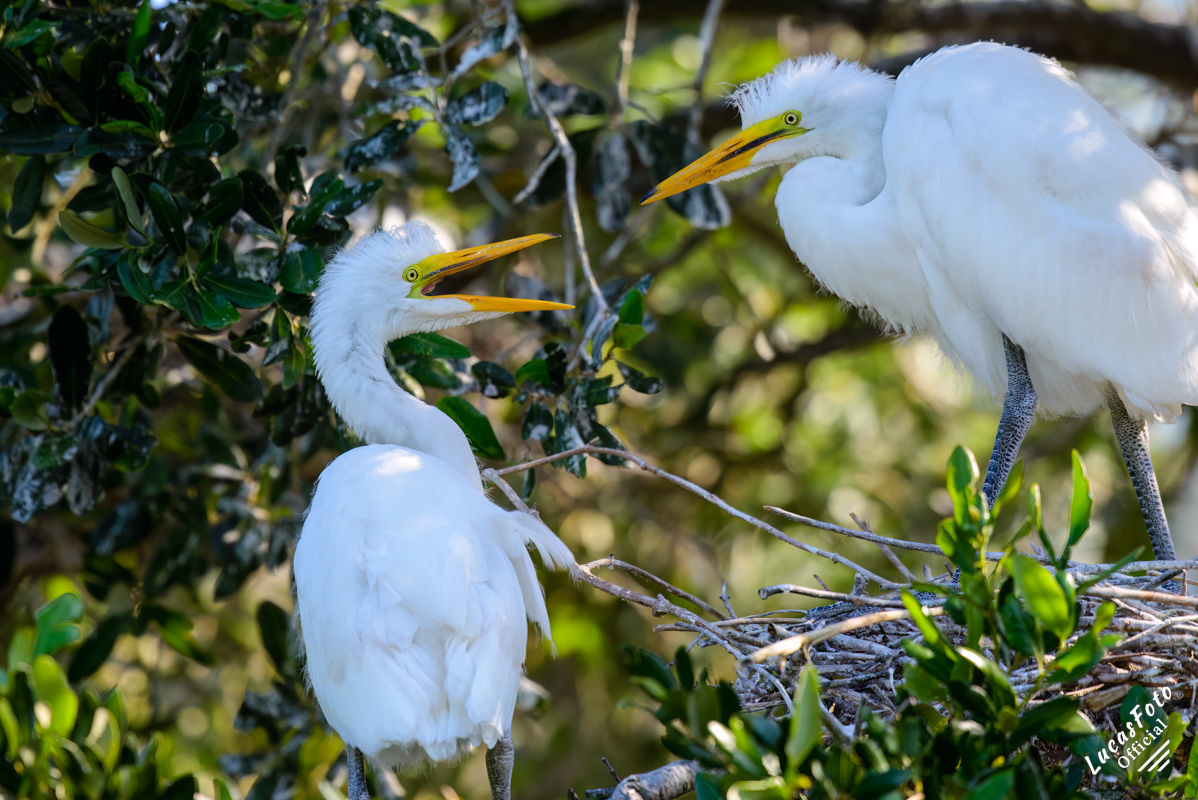 Great Egret